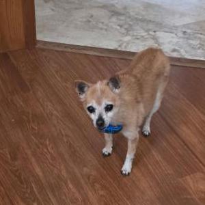 Lost Dog Angel Palmer