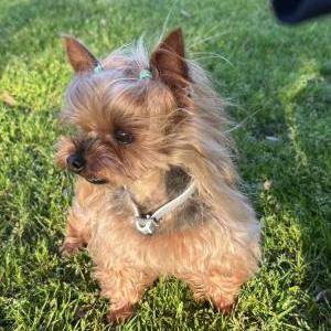 Lost Dog Lemon