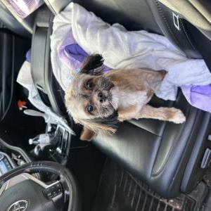 Image of Roxie, Lost Dog