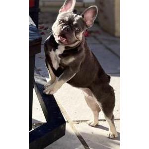 Image of Blueberry, Lost Dog
