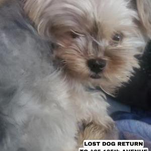 Image of Rokie, Lost Dog