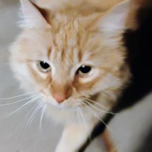 Image of Unknown, Found Cat