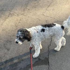 Lost Dog Harley