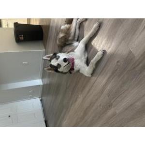 Image of Muñeca, Lost Dog