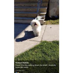 Found Dog unknown
