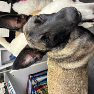 Image of Maisie, Lost Dog