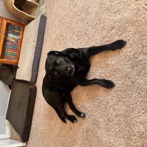 Image of Marcy, Lost Dog