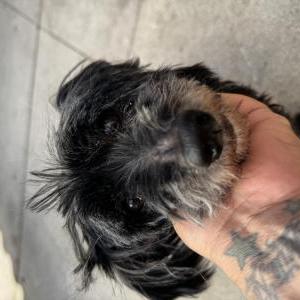 Found Dog Unknown