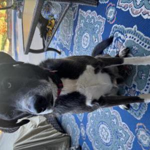 Image of Unknown, Found Dog