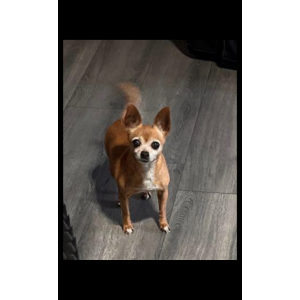 Image of Ricky bobby, Lost Dog