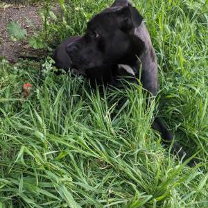 Image of Unknown, Found Dog