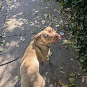 Image of Unknown, Found Dog