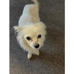 Image of Unsure, Found Dog