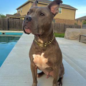 Image of Viz, Lost Dog