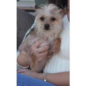 Image of Diva, Lost Dog
