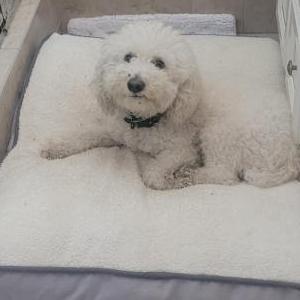 Image of unknown, Found Dog