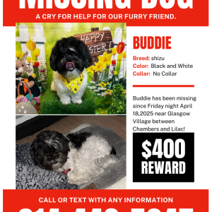 Image of Buddie, Lost Dog