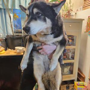 Image of Loki, Lost Dog