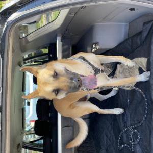 2nd Image of Bear, Lost Dog