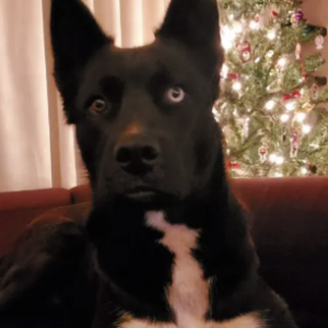 Image of Roxy, Lost Dog