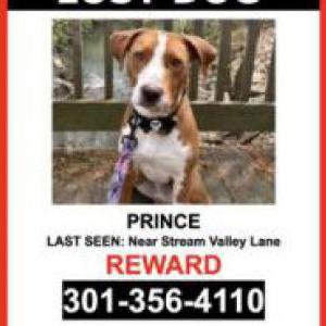 Image of Prince, Lost Dog