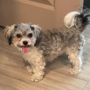 Lost Dog Athena
