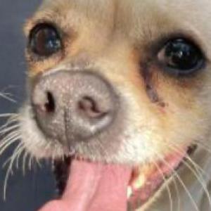 Image of Buddy, Lost Dog