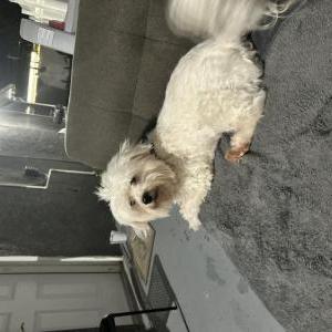Image of Jr, Lost Dog