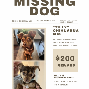 Lost Dog Tilly