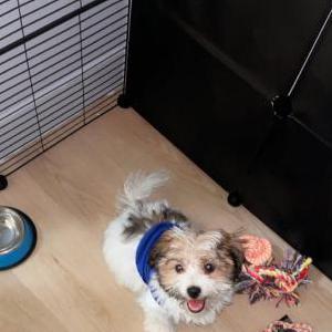 Lost Dog HALO