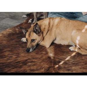 Lost Dog Bandit