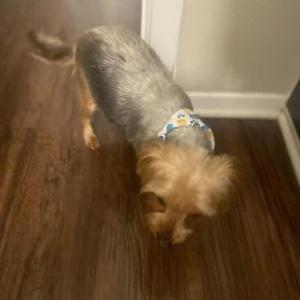 Image of Klassy, Lost Dog