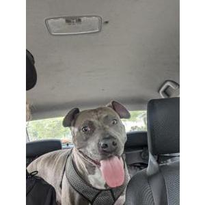Image of Unknown, Found Dog