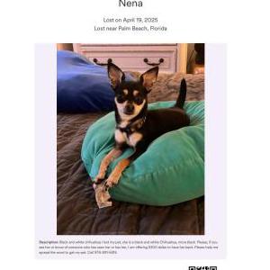 Lost Dog Nena