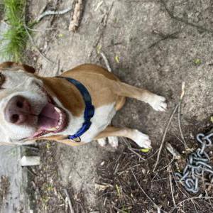 Found Dog Unknown