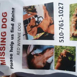 Image of Naina Maree, Lost Dog