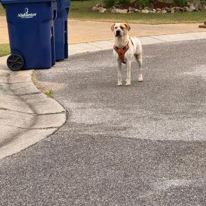 Image of Unknown, Found Dog