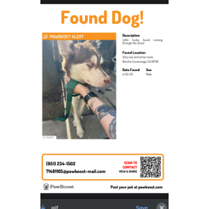 Image of Unknown, Found Dog