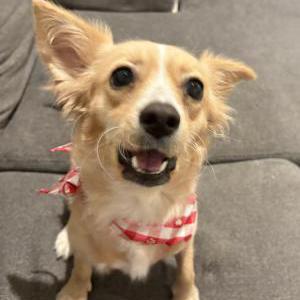 Lost Dog Honey