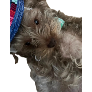 Lost Dog London