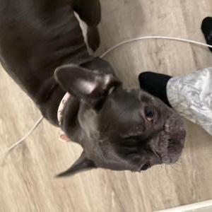 Image of Celine, Lost Dog