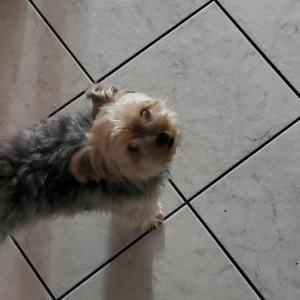 Image of Rokie, Lost Dog