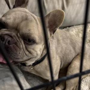 Image of Unknown, Found Dog