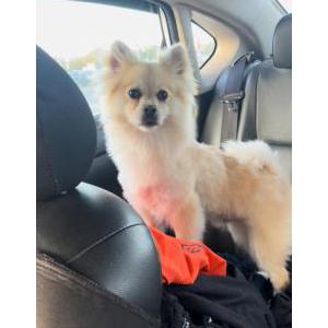 Image of Unknown, Found Dog
