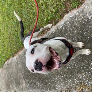 Image of Unknown, Found Dog