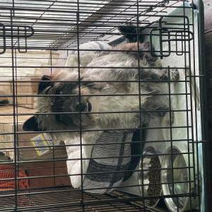Image of Unknown, Found Dog