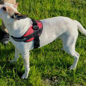 Image of Withheld, Lost Dog