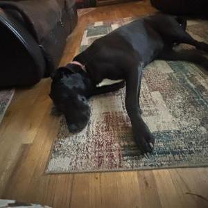 Lost Dog Eclipse