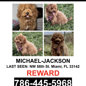 Image of Michael Jackson, Lost Dog