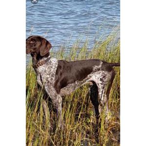 Image of Gatsby, Lost Dog